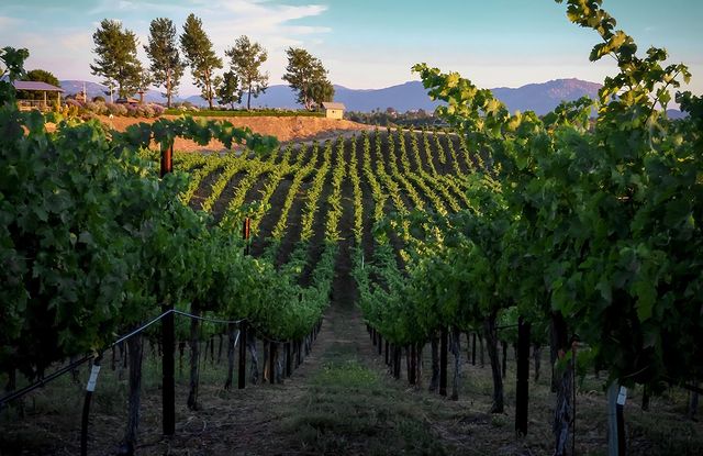 A Quinceanera themed image featuring rows of vines at Callaway Vineyard & Winery